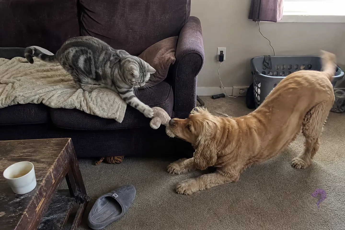 A silver American Shorthair on a worn couch bats a toy held by a larger golden Cocker Spaniel in a playful bow