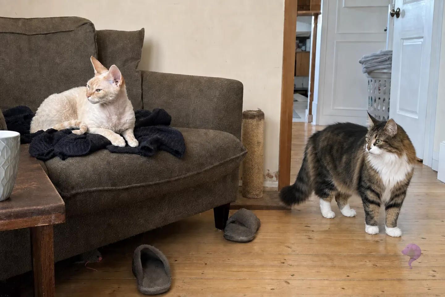 A cream Devon Rex rests on a sofa while a Norwegian Forest Cat stands fully visible on a worn wooden floor