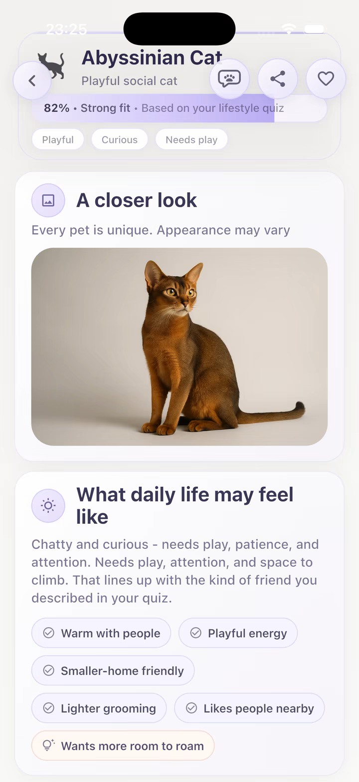 Abyssinian cat profile with care and daily-life notes
