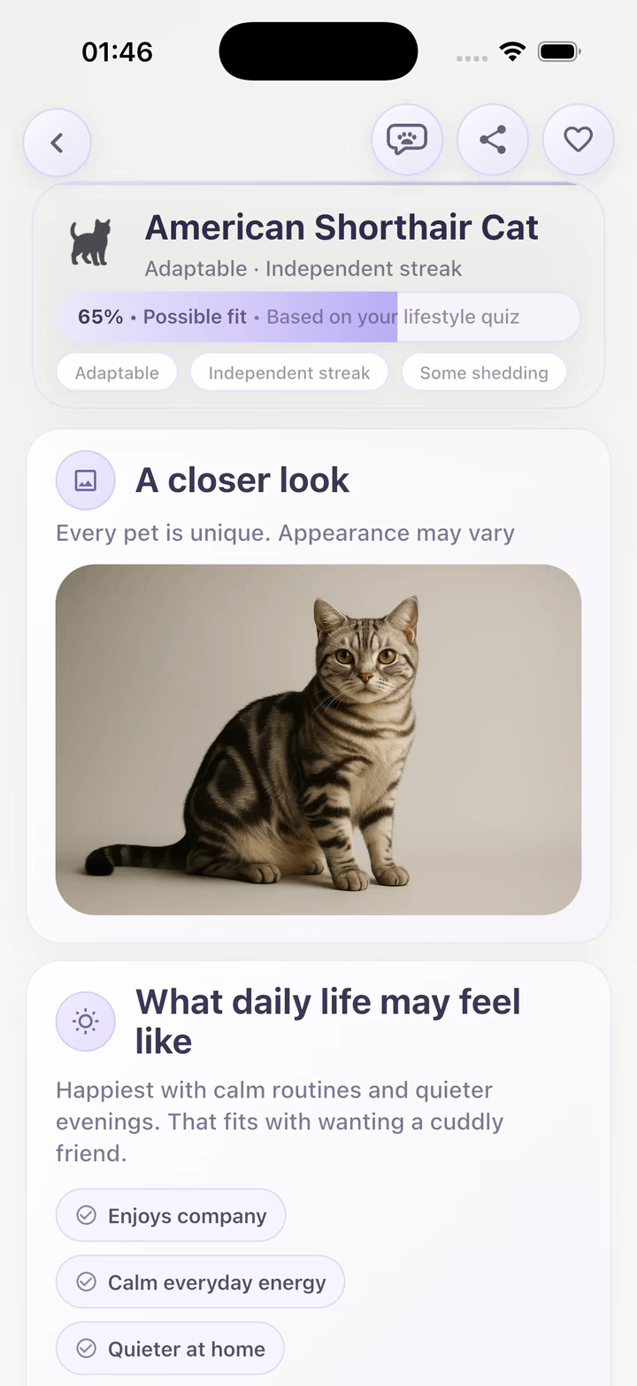 American Shorthair cat profile in the app