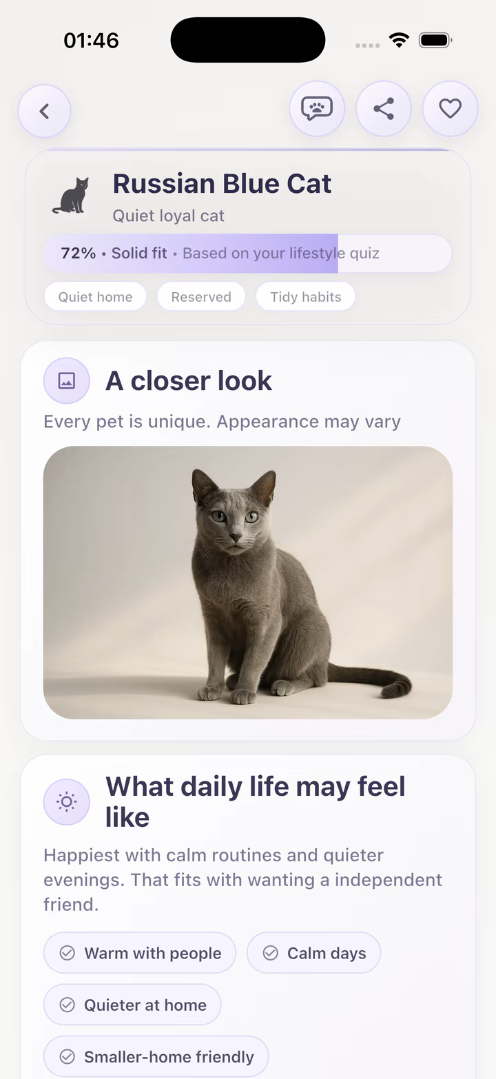 Russian Blue cat profile in the app